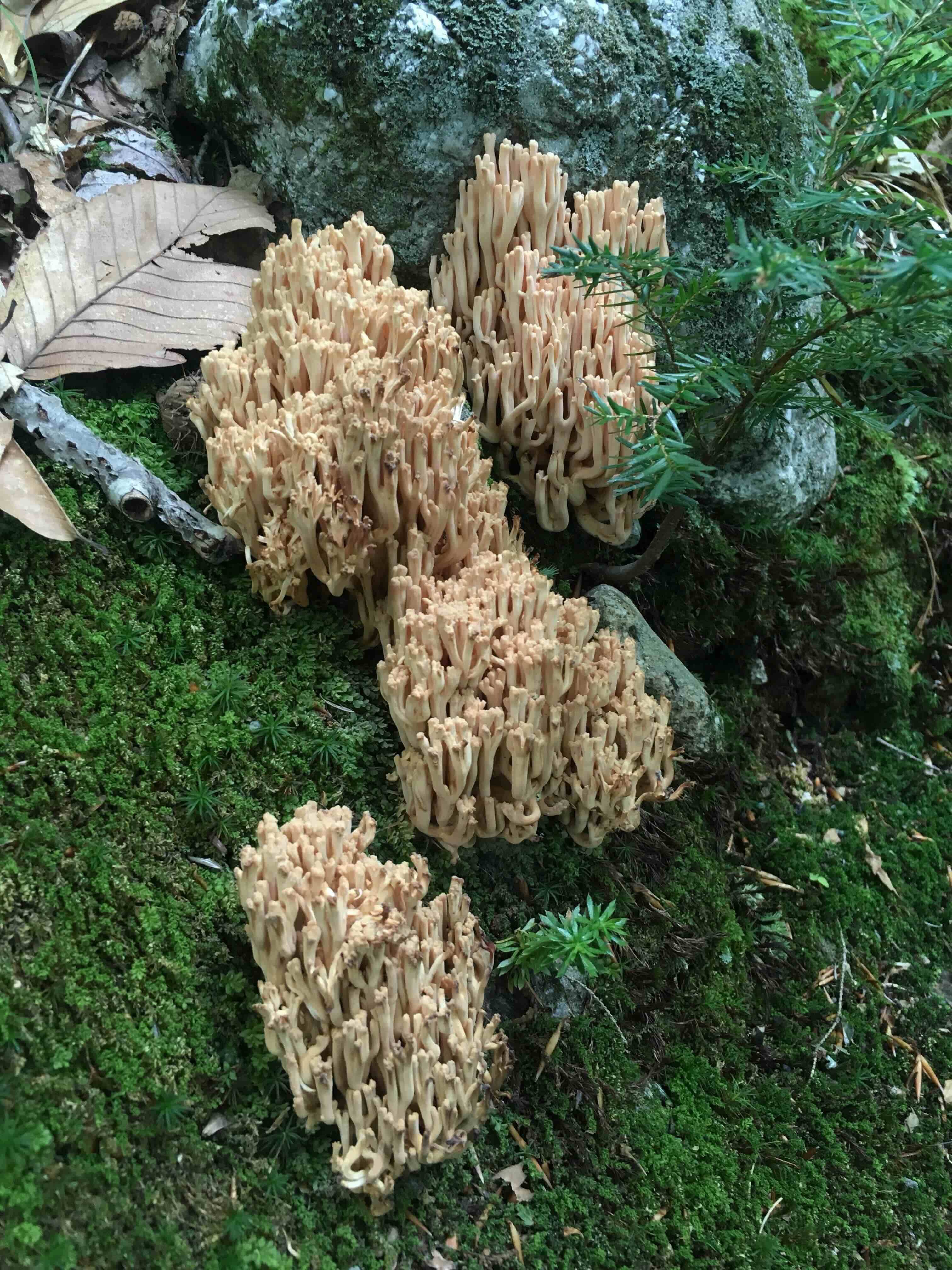 A piece of lichen on a rock that is shaped like a running man.'